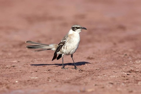 Galapagos Mockingbird (Mimus parvulus), Galapagos, Ecuador
