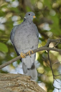 Band-tailed Pigeon (Patagioenas fasciata), Arizona, USA