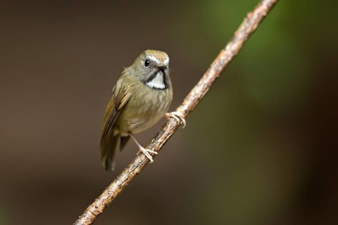 White-gorgeted Flycatcher (Anthipes monileger), Yunnan, China