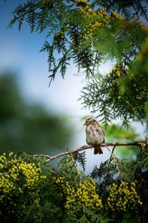 House sparrow (Passer domesticus), house sparrow, sparrow, female sitting on a green branch, Thuja
