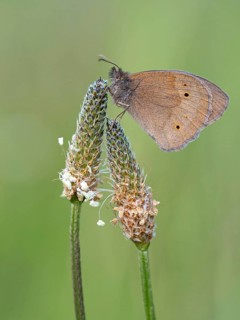 Meadow brown (Maniola jurtina), meadow brown, butterfly. butterfly, insect, insect, macro, macro,
