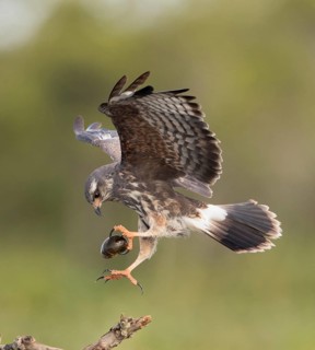 Snail Kite (Rostrhamus sociabilis) young male flying with snail in its claw, Florida, USA
