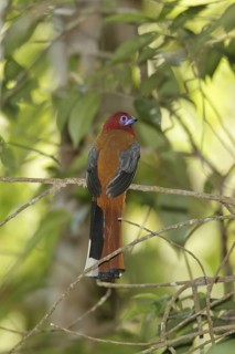 Red-headed Trogon (Harpactes erythrocephalus), Thailand