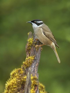 Strong-billed Honeyeater (Melithreptus validirostris), Tasmania, Australia