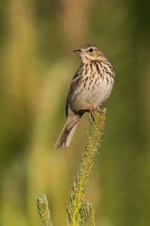 Tree Pipit - Baumpieper - Anthus trivialis ssp. trivialis, Russia