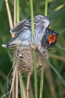 Common Cuckoo (Cuculus canorus) juvenile begging in nest of Eurasian Reed Warbler, Saxony-Anhalt,