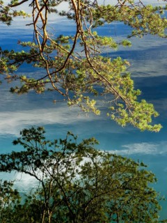 Branches reflected in crystal clear water, Hechtsee lake near Kufstein, Tyrol, Austria