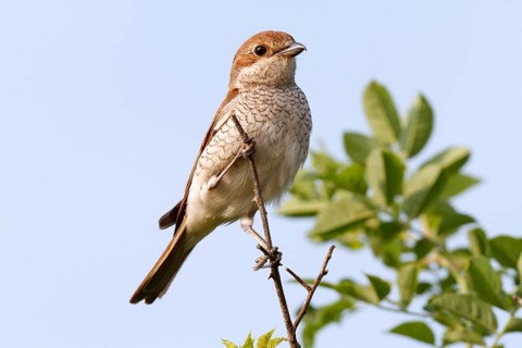 Red-backed Shrike (Lanius collurio) female, Saxony-Anhalt, Germany