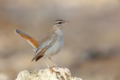 Hedge warbler, (Cercotrichas galactotes), flycatcher family, Ayn Hamran, Salalah, Dhofar, Oman