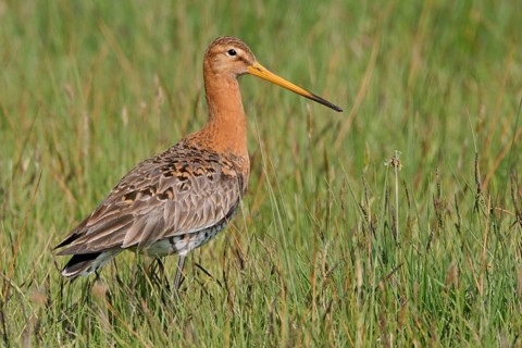 Black-tailed godwit, (Limosa limosa), animal, birds, snipe birds, biotope, habitat, foraging,
