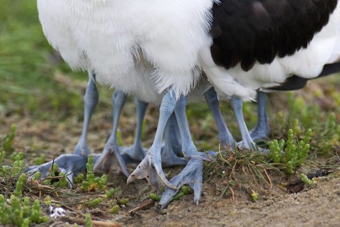 Pied Avocet (Recurvirostra avosetta) juvenile, Texel, Netherlands