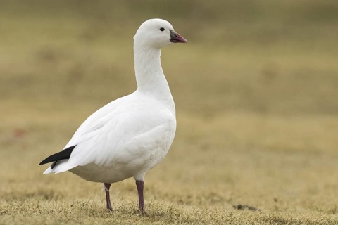 Ross's Goose (Anser rossii), Arizona, USA