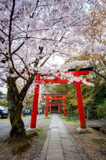 Blooming cherry trees, red torii gates at Takenaka-Inari-Jinja Shrine, Kyoto, Japan