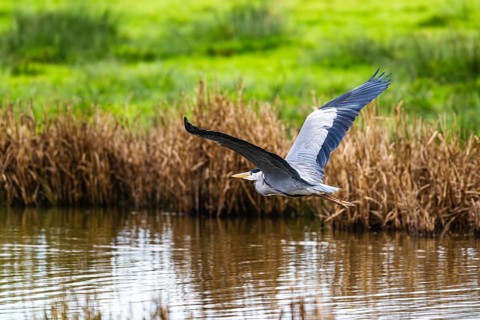Grey Heron, Ardea cinerea, bird in winter on marshes in winter soft morning light, Devon, England,