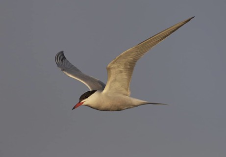 Common Tern (Sterna hirundo) flying, North Dakota, USA