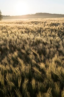 Shiny awns of barley (Hordeum vulgare) on a barley field in the morning light