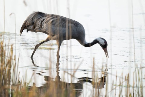 Crane (Grus grus) foraging in the shallow water zone of a lake, Lower Saxony, Germany