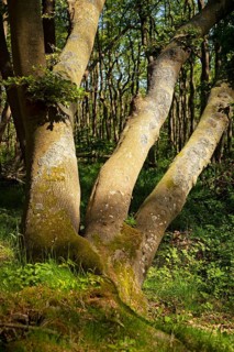 Tree trunks, Darß primeval forest, Weststrand, national park, forest stand, Fischland, Darß,