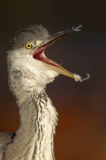 Grey heron (Ardea cinerea) juvenile bird with its beak open, England, United Kingdom