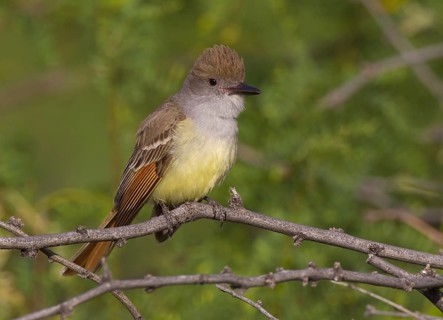 Brown-crested Flycatcher (Myiarchus tyrannulus) male, Arizona, USA
