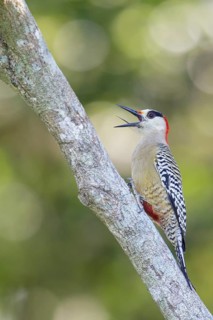 West Indian Woodpecker (Melanerpes superciliaris) perched on a branch in Cuba