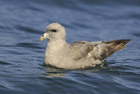 Northern Fulmar (Fulmarus glacialis), British Columbia, Canada
