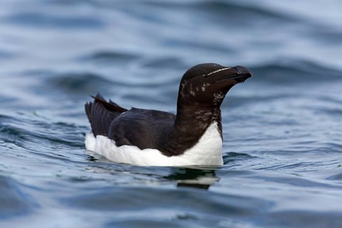 Razorbill, (Alca torda), animals, birds, alcid family, swims in the water, Varanger Hornoya,