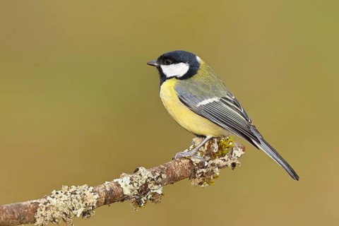 Great Tit (Parus major), sitting on a branch overgrown with moss and lichen, Wildlife, Animals,