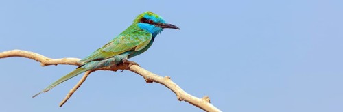 Emerald spint, (Merops orientalis), animal, animals, bird, birds, bee-eater, perching site Salalah,