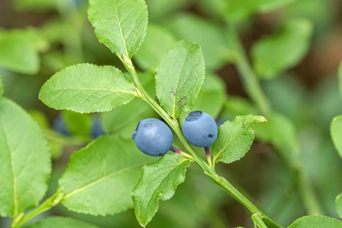 Blueberry fruit forest blueberry (Vaccinium myrtillus), Cambridge Botanical Garden, Germany