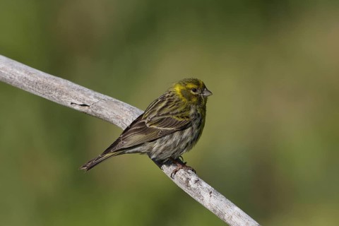 Female Serinus serinus near Plasencia, Extremadura, Spain