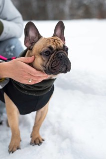 A French bulldog, dressed warmly, stands in the snow. A person gently holds its face, showcasing