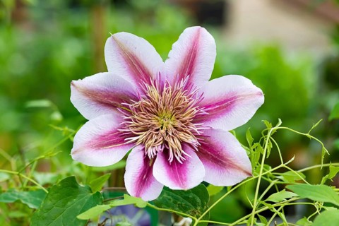 Clematis (Clematis EMPRESS®)