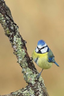 Blue tit (Parus caeruleus), sitting on a branch overgrown with lichen, Wilnsdorf, North