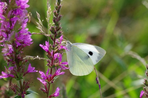 Cabbage butterfly (Pieris brassicae), flower, nectar