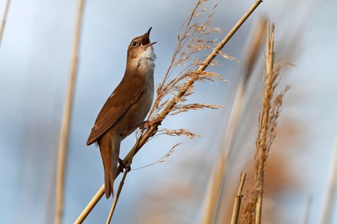 Savi's Warbler (Locustella luscinioides) singing, Mecklenburg-Western Pomerania, Germany