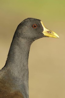 Common Moorhen (Gallinula chloropus), Aargau, Switzerland
