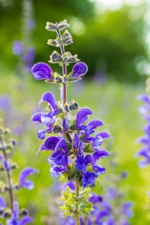 Meadow sage (Salvia pratensis) in bloom