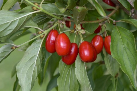 Cornelian cherry (Cornus mas 'Jolico'), wild fruit orchard, Sornzig, Saxony, Germany