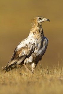 Egyptian Vulture (Neophron percnopterus), Castile-La Mancha, Spain