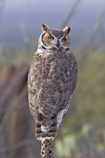 Great Horned Owl Bubo virginianus Tucson, Pima Co., ARIZONA, United States January Adult Strigidae