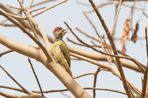 Fine-spotted Woodpecker (Campethera punctuligera) female, Gambia