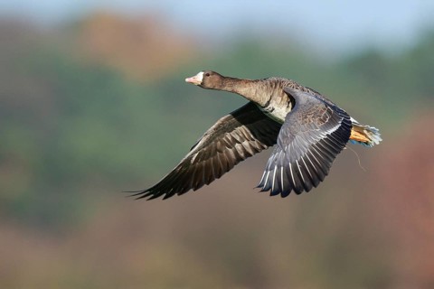 Greater White-fronted Goose (Anser albifrons) flying, North Rhine-Westphalia, Germany