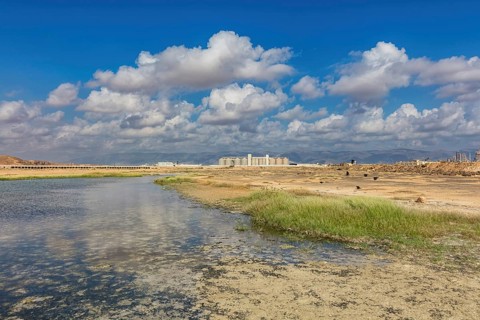 Landscape Oman, Raysut Waste Water Treatment Plant, Tree, Palm, Building, Steppe Eagle, Aquila