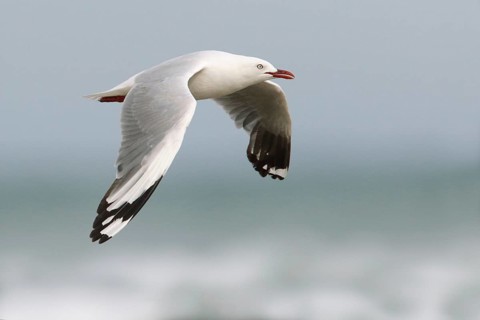 Silver Gull (Chroicocephalus novaehollandiae) flying, Victoria, Australia