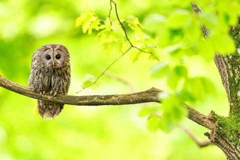 Tawny owl, (Strix aluco), perch, autumn, autumn forest, golden October, animals, birds, owl family,