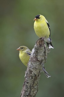 American Goldfinch (Spinus tristis), Ontario, Canada