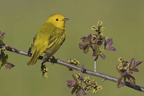 Mangrove Warbler (Setophaga petechia) male, Ontario, Canada