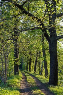 Evening sun on a forest path near Rietschen, Oberlausitzer Heide- und Teichlandschaft, Saxony,