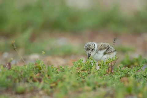 Ringed plover (Charadrius hiaticula) juvenile baby chick wading bird on a beach, Suffolk, England,